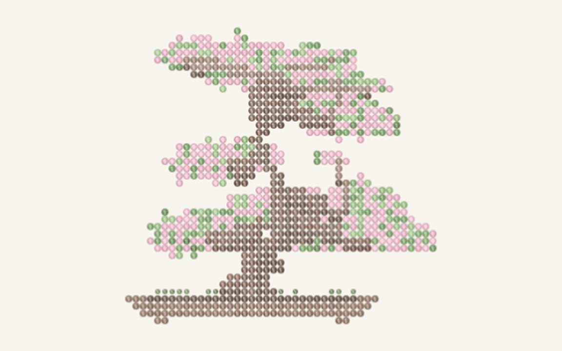 a flowering cherry, thirty-four years old